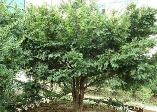 紅豆杉價格多少錢一棵？南陽紅豆杉樹苗價格(圖3)