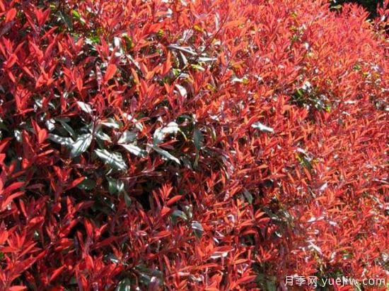 紅葉石楠***好的品種是紅羅賓還是紅唇嗎？(圖1)