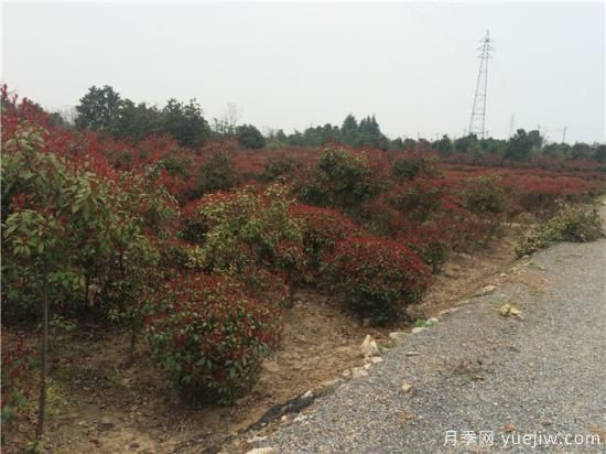 錯誤的觀念會使紅葉石楠生長危險(圖1)