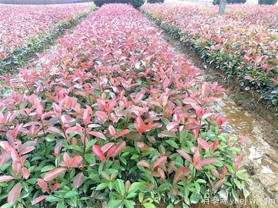 紅葉石楠樹(shù)地接的優(yōu)質(zhì)種植方法(圖1)