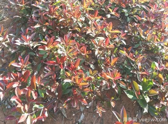 紅葉石楠小苗和紅葉石楠樹如何選擇？(圖1)