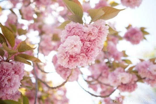 中國本土40個花卉品種介紹，我國是世界花園之母(圖18)