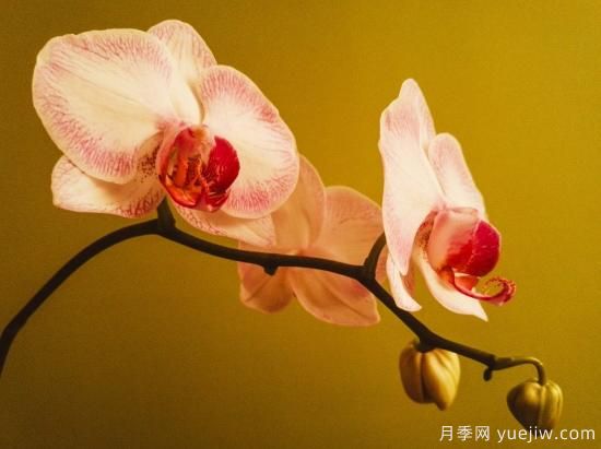 中國本土40個花卉品種介紹，我國是世界花園之母(圖20)