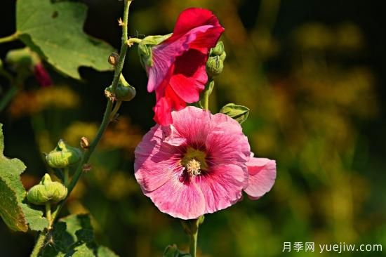 中國本土40個花卉品種介紹，我國是世界花園之母(圖19)