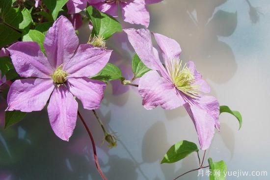 中國本土40個花卉品種介紹，我國是世界花園之母(圖22)