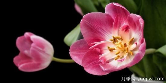 中國本土40個花卉品種介紹，我國是世界花園之母(圖24)
