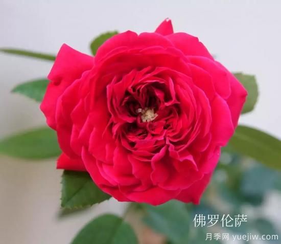 盤點(diǎn)15個(gè)適合在廣東廣西種植的藤本月季(圖1)