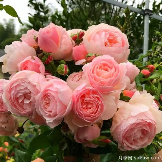 盤點(diǎn)15個(gè)適合在廣東廣西種植的藤本月季(圖4)