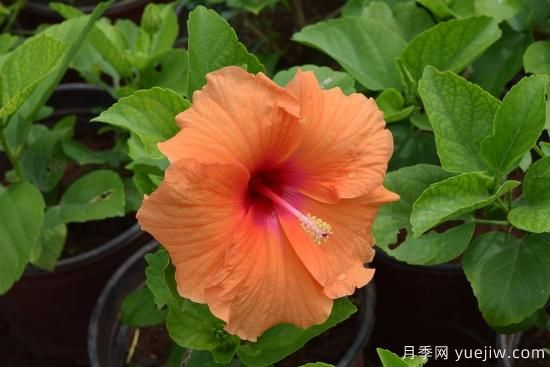 中國本土40個花卉品種介紹，我國是世界花園之母(圖26)