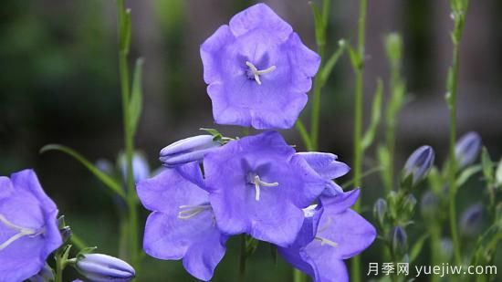 中國本土40個花卉品種介紹，我國是世界花園之母(圖27)