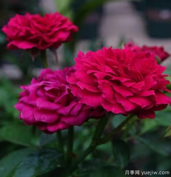 盤點(diǎn)15個(gè)適合在廣東廣西種植的藤本月季(圖2)