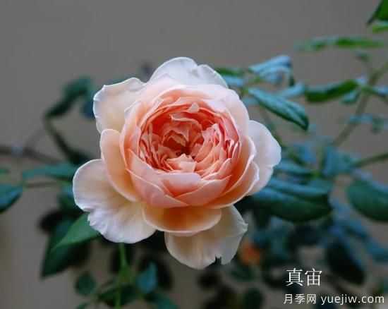 盤點(diǎn)15個(gè)適合在廣東廣西種植的藤本月季(圖3)