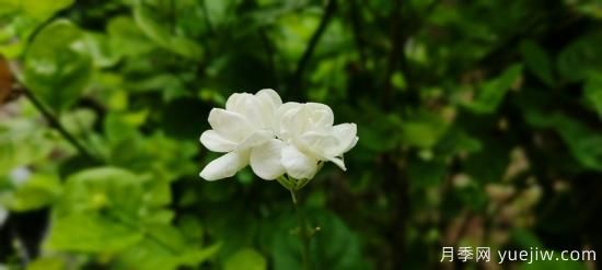 中國本土40個花卉品種介紹，我國是世界花園之母(圖28)