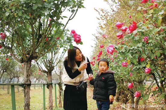 美麗的南陽十一月，月季繽紛季季春(圖3)