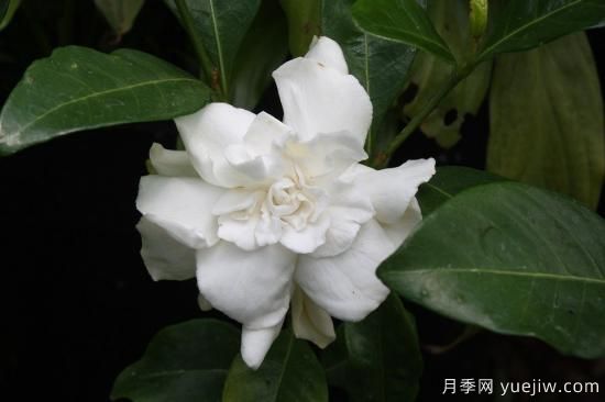 中國本土40個花卉品種介紹，我國是世界花園之母(圖29)