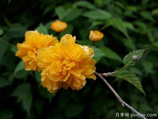 中國本土40個花卉品種介紹，我國是世界花園之母(圖31)