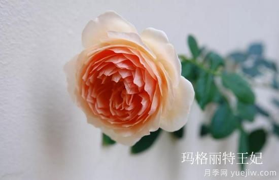 盤點(diǎn)15個(gè)適合在廣東廣西種植的藤本月季(圖6)