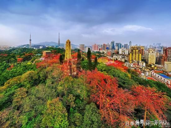 廣州常見(jiàn)花木，花城看花都看什么花(圖1)