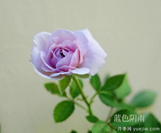 盤點(diǎn)15個(gè)適合在廣東廣西種植的藤本月季(圖7)