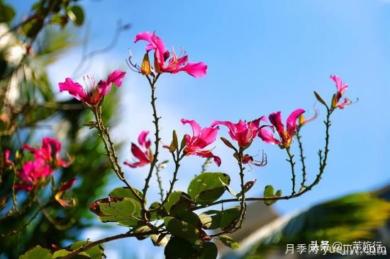 廣州常見(jiàn)花木，花城看花都看什么花(圖2)