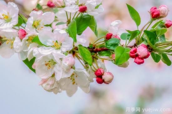 中國本土40個花卉品種介紹，我國是世界花園之母(圖32)