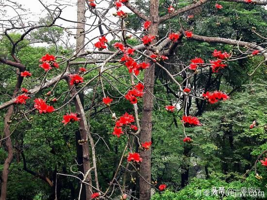 廣州常見(jiàn)花木，花城看花都看什么花(圖3)