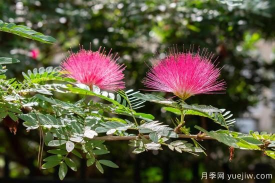 中國本土40個花卉品種介紹，我國是世界花園之母(圖33)