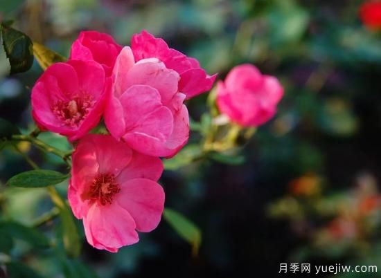 盤點(diǎn)15個(gè)適合在廣東廣西種植的藤本月季(圖12)
