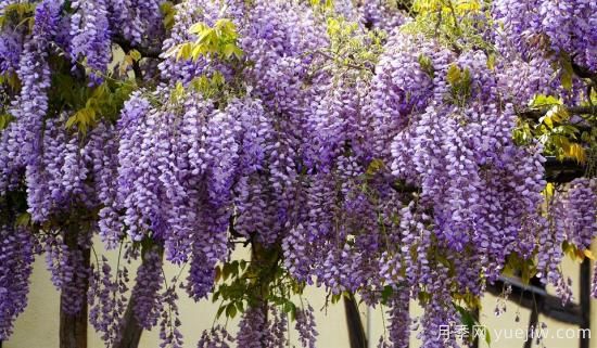 中國本土40個花卉品種介紹，我國是世界花園之母(圖34)