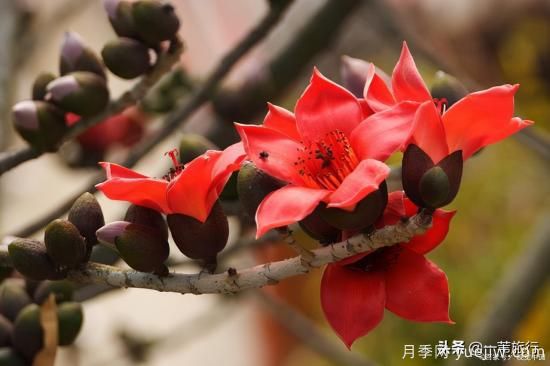 廣州常見(jiàn)花木，花城看花都看什么花(圖4)