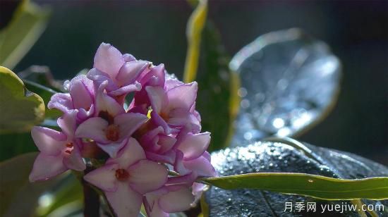 中國本土40個花卉品種介紹，我國是世界花園之母(圖35)