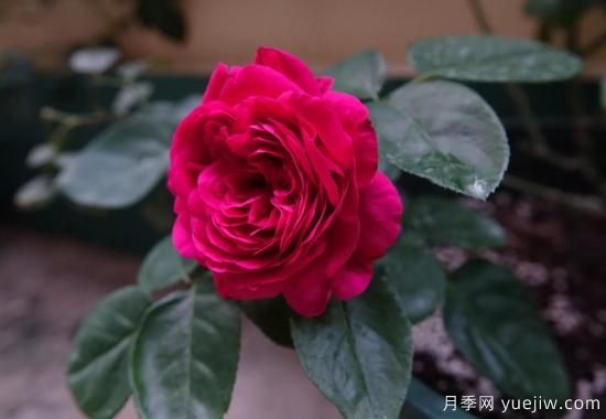盤點(diǎn)15個(gè)適合在廣東廣西種植的藤本月季(圖14)
