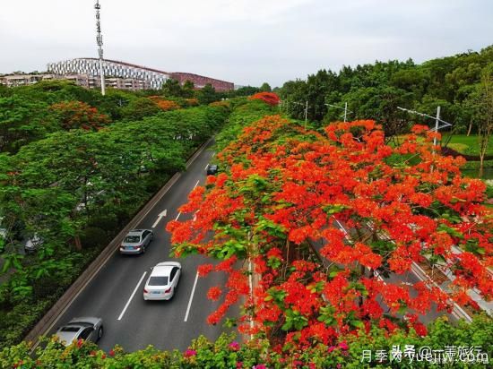 廣州常見(jiàn)花木，花城看花都看什么花(圖6)