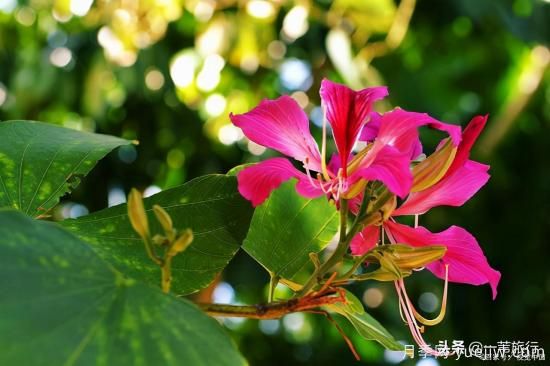 廣州常見(jiàn)花木，花城看花都看什么花(圖7)
