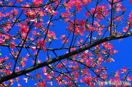 廣州常見(jiàn)花木，花城看花都看什么花(圖8)