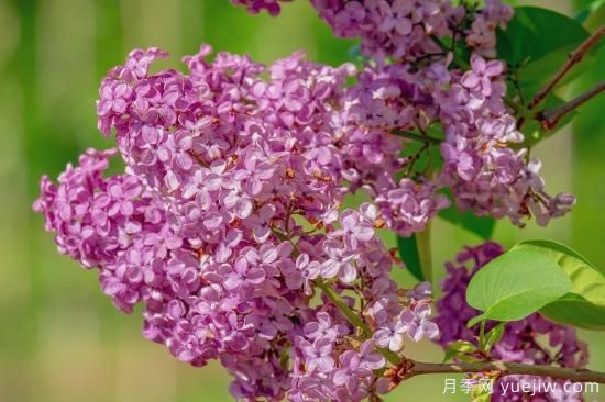 中國本土40個花卉品種介紹，我國是世界花園之母(圖40)