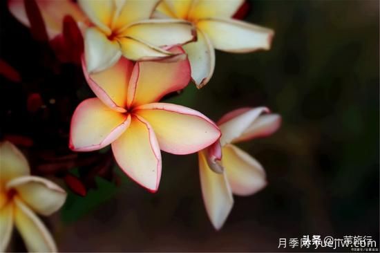 廣州常見(jiàn)花木，花城看花都看什么花(圖10)