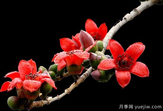 中國本土40個花卉品種介紹，我國是世界花園之母(圖37)