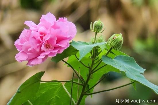 中國本土40個花卉品種介紹，我國是世界花園之母(圖38)