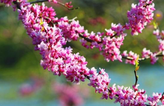 中國本土40個花卉品種介紹，我國是世界花園之母(圖39)