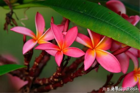 廣州常見(jiàn)花木，花城看花都看什么花(圖9)