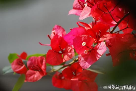 廣州常見(jiàn)花木，花城看花都看什么花(圖11)