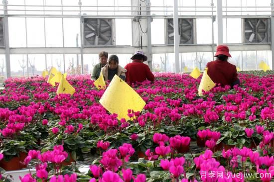 揚(yáng)州高郵：每天發(fā)貨30萬(wàn)株，花工廠綻放鄉(xiāng)村振興致富花(圖1)