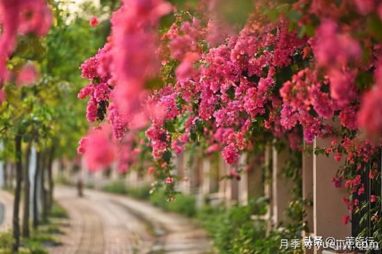 廣州常見(jiàn)花木，花城看花都看什么花(圖12)