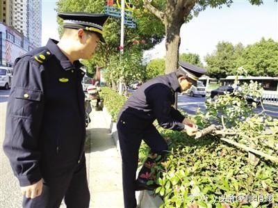 南陽(yáng)中州路綠化帶樹(shù)狀月季遭腰斬 是誰(shuí)辣手摧花？(圖1)