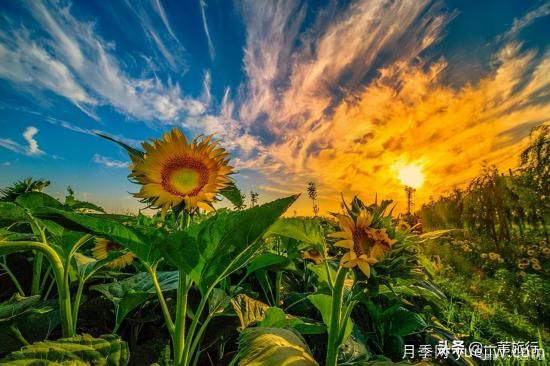 廣州常見(jiàn)花木，花城看花都看什么花(圖13)