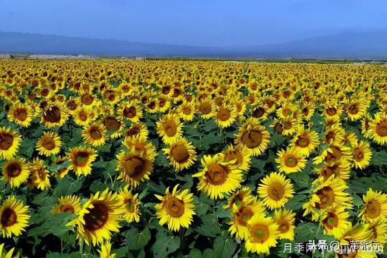 廣州常見(jiàn)花木，花城看花都看什么花(圖14)