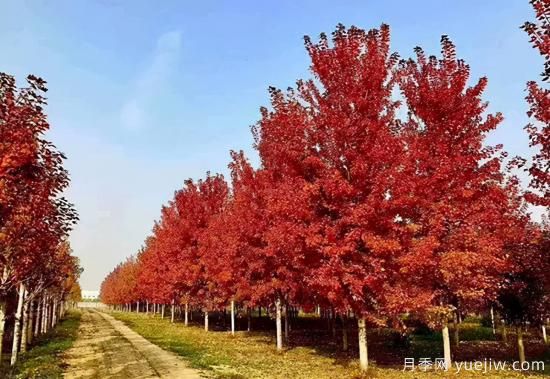無花勝有花，這7種秋色葉樹種簡(jiǎn)直美炸天(圖1)