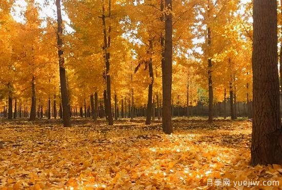 無花勝有花，這7種秋色葉樹種簡(jiǎn)直美炸天(圖2)