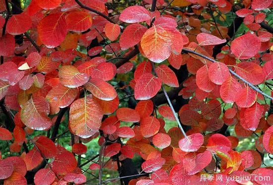 無花勝有花，這7種秋色葉樹種簡(jiǎn)直美炸天(圖3)